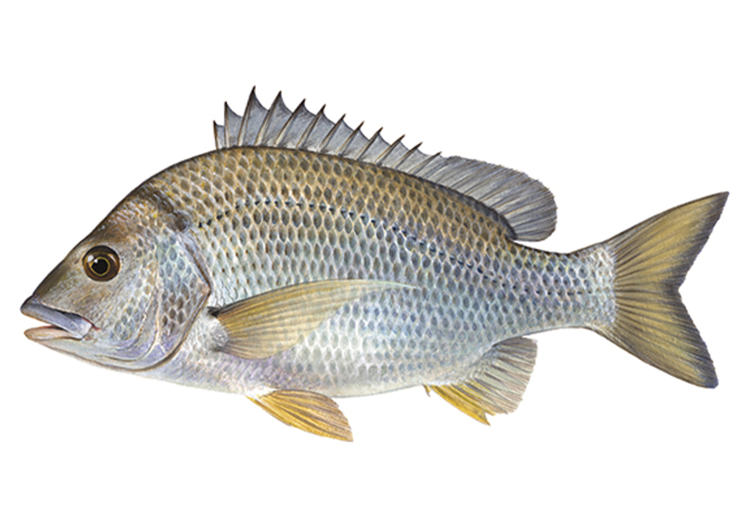 Bream Species Guide